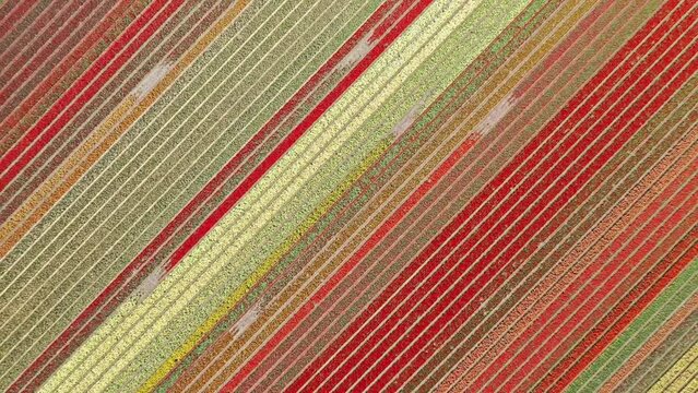 Flower fields in the Netherlands seen from above