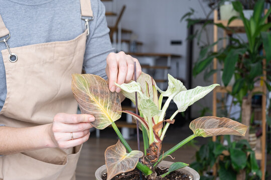 Problems in the cultivation of domestic plants Problems in cultivation of domestic plants Philodendron Birkin - leaves affected by spider mite, yellow and dry tips, overflow of plant, rotting of roots
