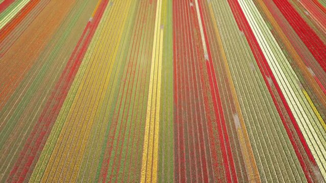 Flower fields in the Netherlands seen from above