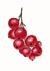 colorful watercolor berry on a white background