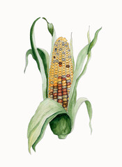 Colorful watercolor corn on a white background