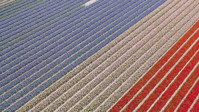 Flower fields in the Netherlands seen from above