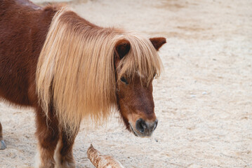 Portrait of gorgeous shetland pony with long yellow mane