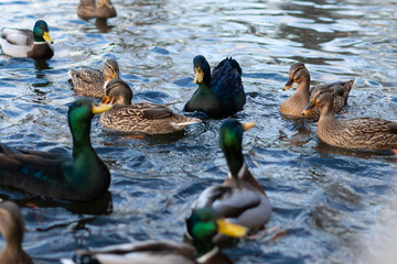 Mallard and cayuga ducks look for food in the middle of the lake in winter. Concept of bird feeding and diversity in nature