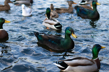 A green cayuga duck swims among other ducks on a blue lake close-up. Bird feeding in the park concept
