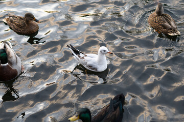 A white seagull swims on the lake among the ducks and waits for food. The concept of diversity in...