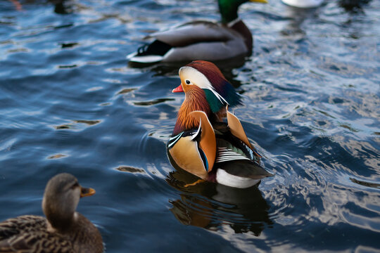 Horizontal image of a mandarin duck mammal, Aix galericulata, with natural bright patterns, swims on a lake during mating season. Image for your design