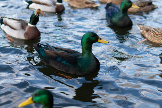A green cayuga duck swims on the lake close-up. Image for your design