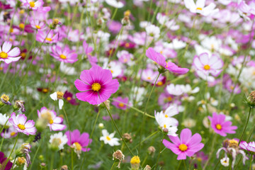 Obraz na płótnie Canvas Beautiful cosmos flowers blooming in the garden.Beautiful spring flowers