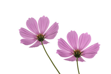 Close-up of cosmos flower isolated on white background