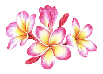 Composition of plumeria flowers. Frangipani. Watercolor botanical illustration. Isolated on a white background. For the design of packaging for cosmetics, perfumes and more stickers, travel brochures © Ekaterina