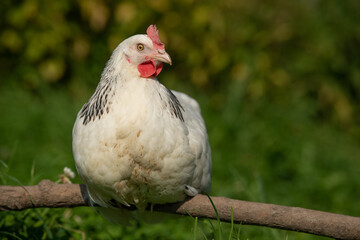 White hen in nature background
