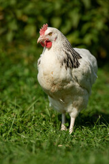 White hen in nature background