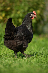 Marans hen in a summer meadow
