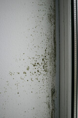 Mold and dampness in the corner of the wall near the plastic windows. Mold growth on the wall. Humidity in the room and the appearance of mold. Condensation of plastic windows.