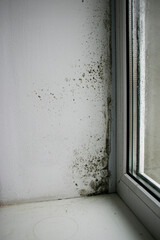 Mold and dampness in the corner of the wall near the plastic windows. Mold growth on the wall. Humidity in the room and the appearance of mold. Condensation of plastic windows.