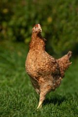 Hen in nature background