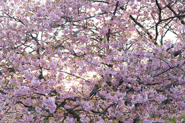 満開の桜　素材