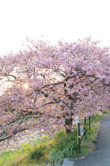 Fototapeta premium 満開の桜 素材