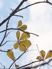 yellow bright autumn leaves of a chestnut tree on the branches of a tree against a transparent light sky. Autumn day.