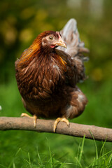 Brown hen sitting on a branch