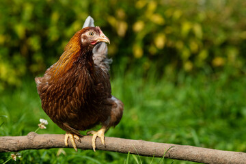 Brown hen sitting on a branch