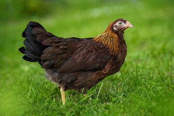 Hen in summer nature background