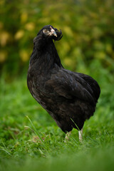 Araucana hen in nature background