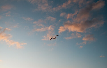 birds flying in the sky of Brazil