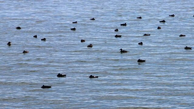 A flock of common scoter swimming in the North Sea, also called Melanitta nigra