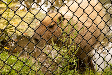 Capybara in a zoo