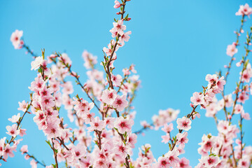 Natural background with blooming apple. or peach tree against bright blue sky, springtime