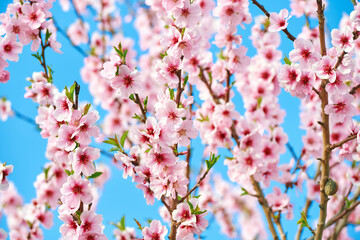 Natural background with blooming apple. or peach tree against bright blue sky, springtime