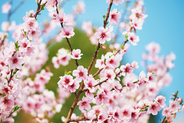 Natural background with blooming apple. or peach tree against bright blue sky, springtime