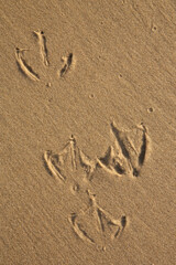 Footprints of a Gull in the sand on the beach
