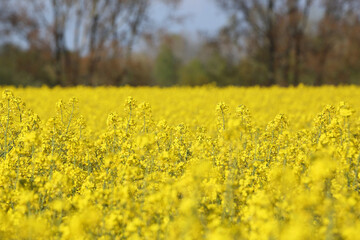 Obraz premium A colorful field of rapeseed 