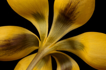 Fototapeta na wymiar A yellow Crocus flower isolated on black 