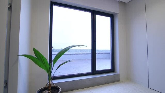 Motorized roller blinds in the interior. Automatic solar shades white color on full height window. A houseplant is near motor curtain.