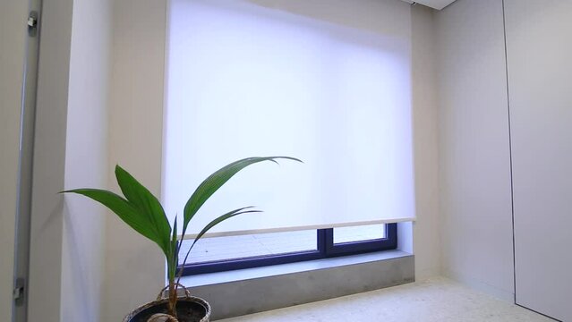 Motorized roller blinds in the interior. Automatic solar shades white color on full height window. A houseplant is near motor curtain.