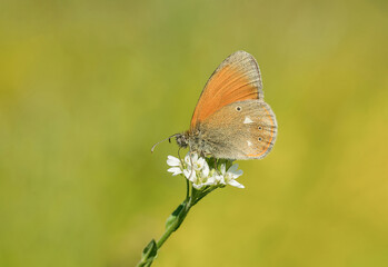 Piękny pomarańczowy motyl na białym kwiatku
