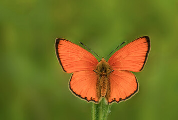 Piękny pomarańczowy motyl na łące