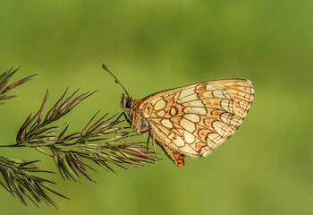 Piękny kolorowy motyl na łące