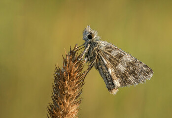 Piękny motyl na łące