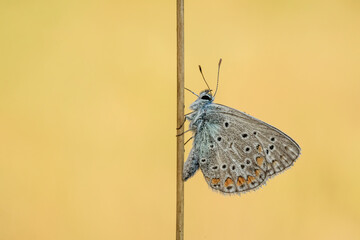Piękny kolorowy motyl na łące