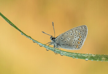 Bajeczny motyl na trawie