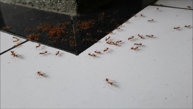 red ants in the white ceramic