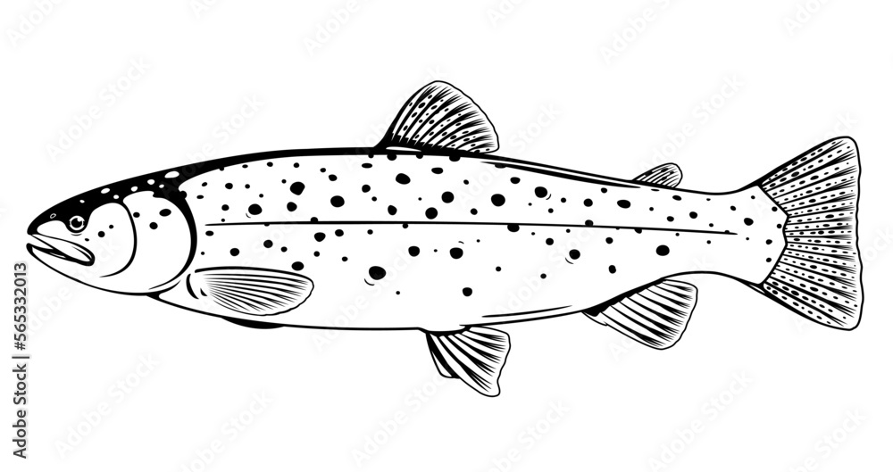 Wall mural realistic brown trout fish isolated illustration, one freshwater fish on side view, commercial and r