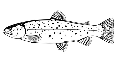 Realistic brown trout fish isolated illustration, one freshwater fish on side view, commercial and recreational fisheries - obrazy, fototapety, plakaty