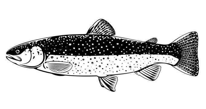 Realistic brook trout fish isolated illustration, one freshwater fish on side view, commercial and recreational fisheries