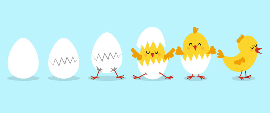 Cute chicks with eggshell and hatching eggs. process baby chicken hatching the egg. Funny and educational illustration for children.